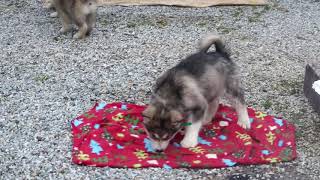 Alaskan Malamute Puppies For Sale