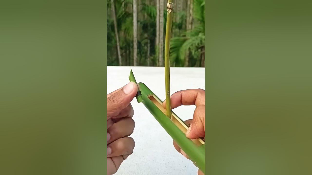 Green bamboo slingshot! #bamboo #slingshot #diy #shorts - YouTube