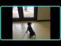 【衝撃】８年間一緒に過ごし信頼していた飼い主に捨てられた犬…別れの日に見せた犬の表情に涙…【世界が感動！涙と感動エピソード】