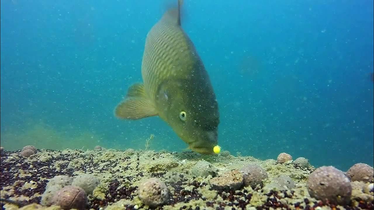окунь подводная съемка. подводная съемка ловли. рыбалка на окуня подводная съемка. подводная съемка ловли. камера под водой для рыбалки.