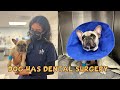 Dog gets tooth surgery