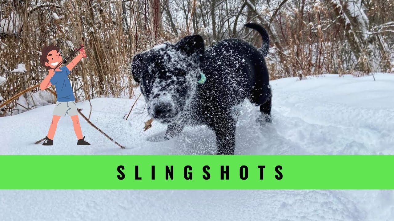 Slingshot Puppy Reinforcing Maximum Outputs Grassroots K9 YouTube