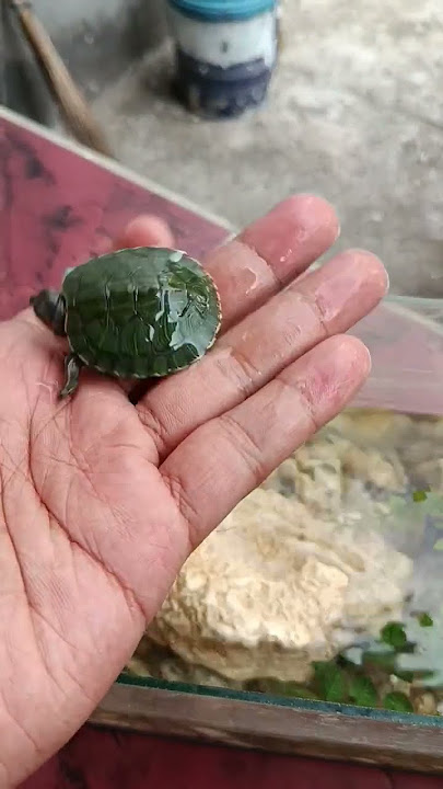 beautiful turtle #fish #shortfilm #adventure #ornamentalfish #drama #ornamentalfish #koi