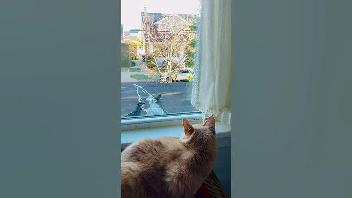 Bluejay watching