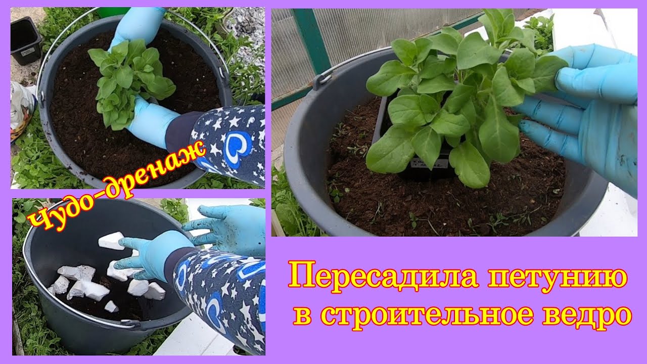 Пересадила Петунии в строительные ведра Новый дренаж - YouTube