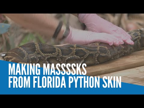 Making massssks from Florida python skin