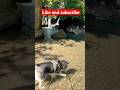 Hidden waterfall in Rishikesh #petshub #nature #shorts #reels #pets #viralvideo #travel #adventure