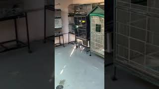 White wing dove in slow-motion