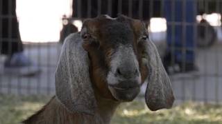 Gilchrist Farm, located in Santa Clarita, offers baby goats, yoga mats and laughter