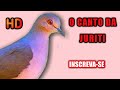 Canto para atrair Juriti