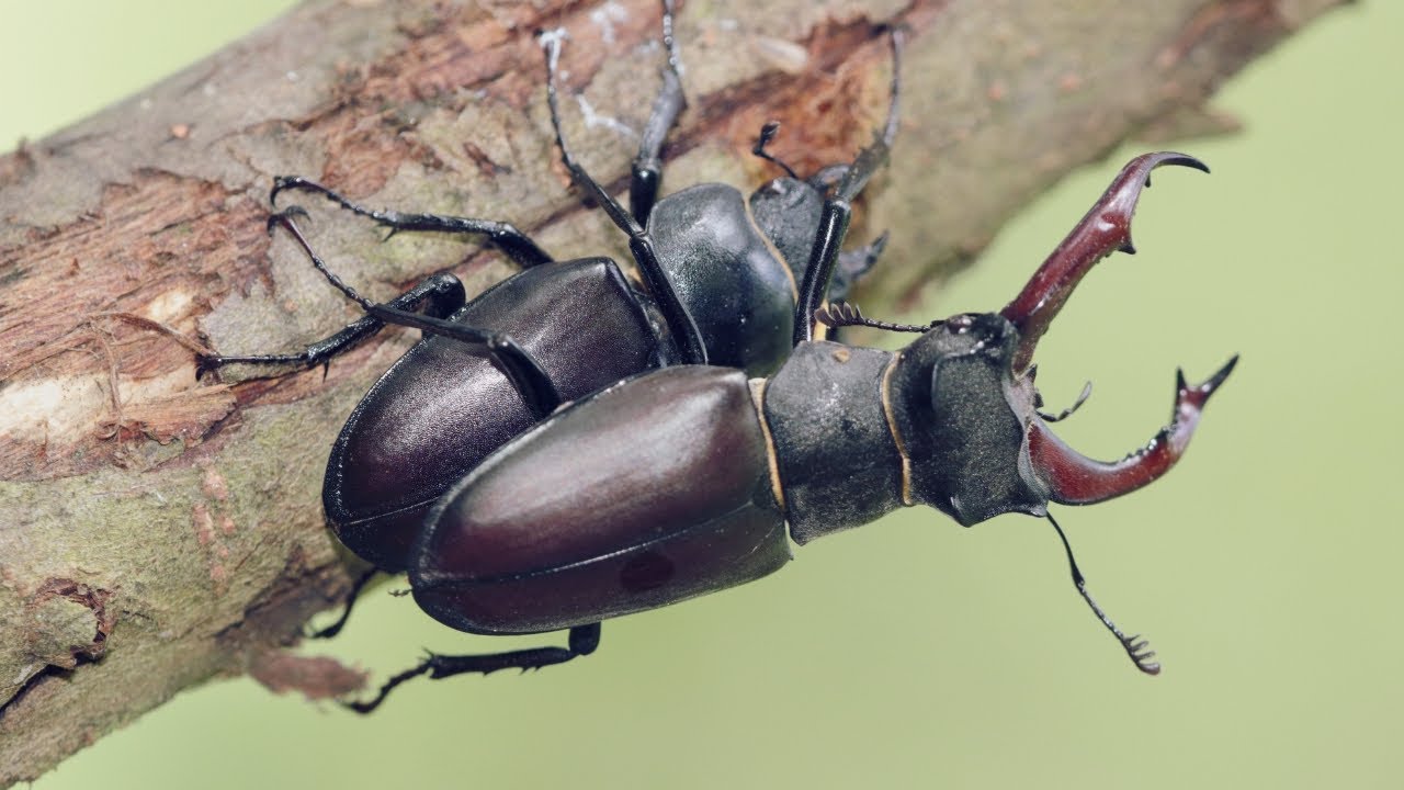 Stag Mateing Ritual The Fascinating Ritual of Eurasian Stag Beetle Mating - YouTube