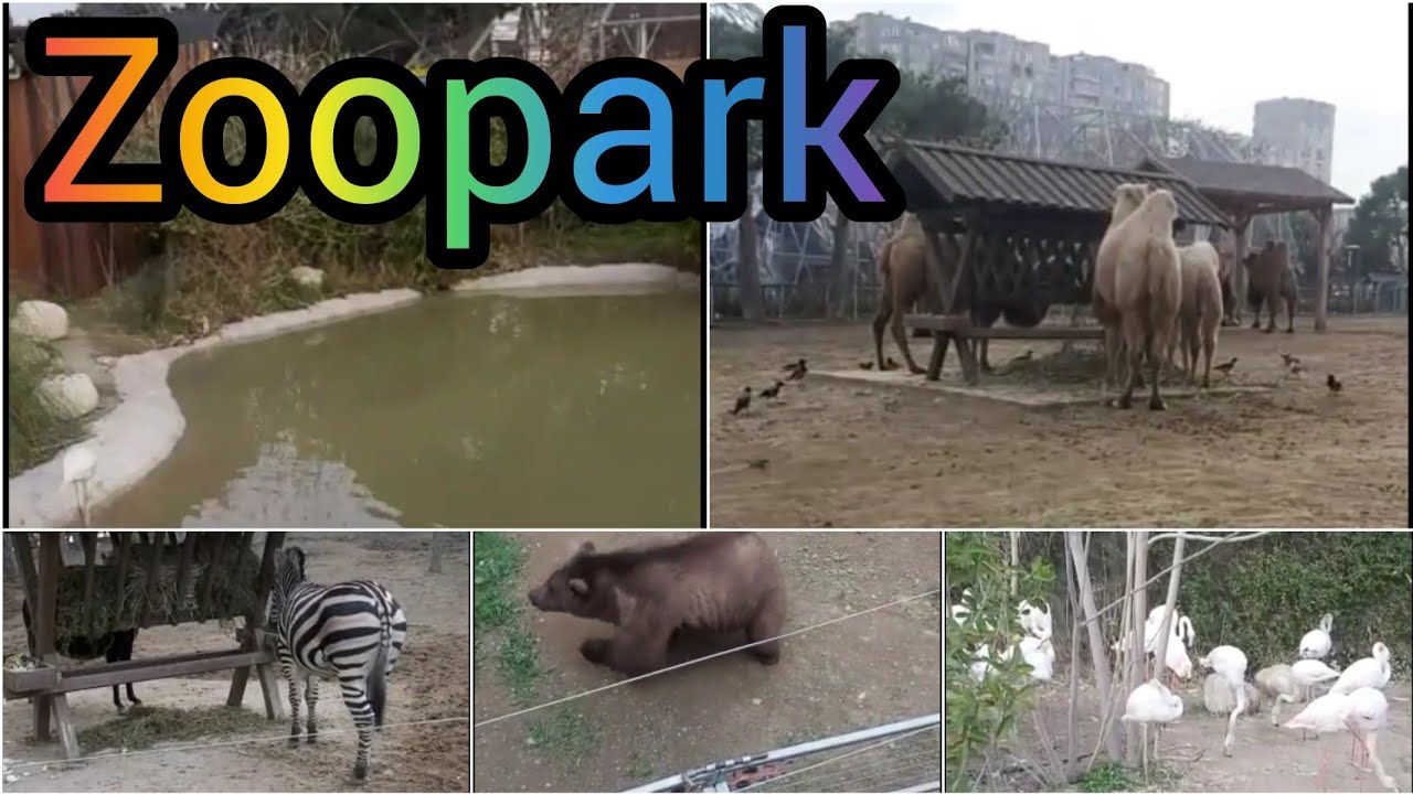 Для чего нужны зоопарки