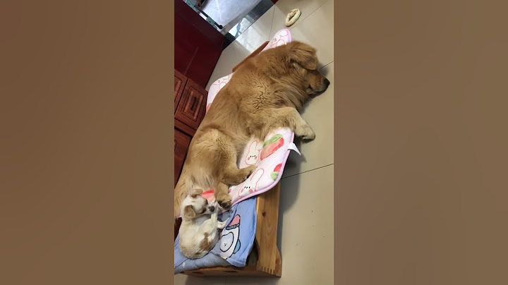 61大晚上做梦，梦见什么 了？又梦游踢醒51，清醒的时候51欺负61，睡觉的时候就是61欺负51。51：你故意的吧，61：哈哈哈！ #dog #happy #可愛い #cat#puppy #pets