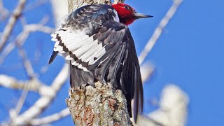 Four Minutes with the Red-headed Woodpecker (Melanerpes erythrocephalus)