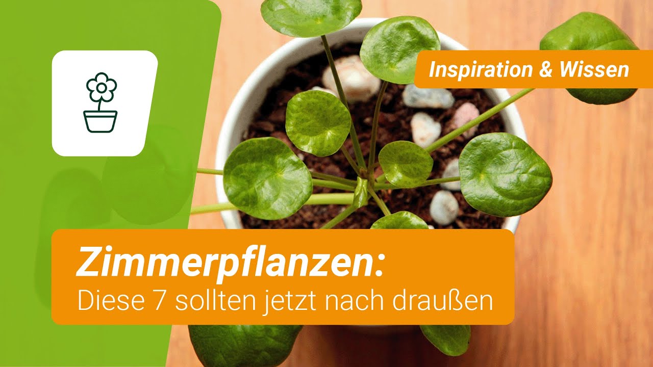 Zimmerpflanzen: Diese 7 sollten jetzt nach drauen