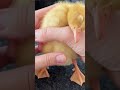 Un Canard Comme Animal De Compagnie 