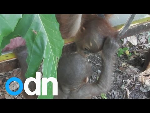 Video: Pet Scoop: Predtým Blind Orangutan vidí deti pre prvýkrát, Maru atramenty Ad Deal