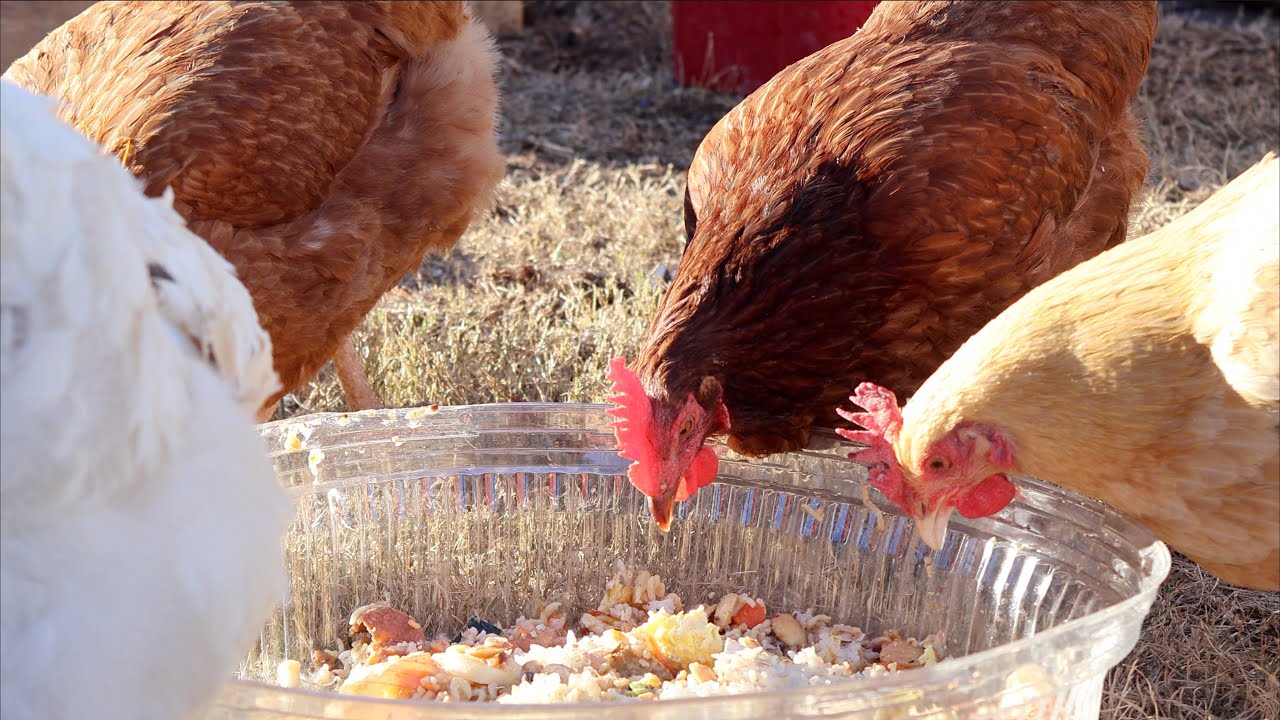 Chickens Eat a Bucket of Scraps - YouTube