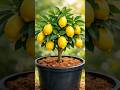 Small Lemon Plant So Many BIG Lemons LemonTree ContainerGardening GardeningTips Shorts Small Lemon Plant So Many BIG Lemons LemonTree ContainerGardening GardeningTips Shorts