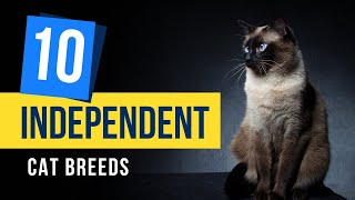 Discover the Top 10 Independent Cat Breeds: Feline Freedom Unleashed | Top 10 Cat Breeds| Cat Breeds by All For Love No views 1 minute, 13 seconds