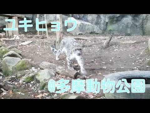 鳴き声 かわいい かっこいい 多摩動物公園のユキヒョウ Snow Leopard In Tama Animal Park Youtube