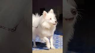 Indian Spitz Dog barking || indian spitz dog agressive || Rio ko 11 month Hogaya  indian spitz