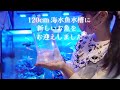 久しぶりにお魚をお迎えしました❀120㎝海水魚水槽 アクアリウム Marine aquarium.