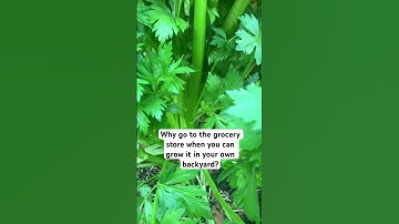 Why I’ll Never Buy Celery Again – Home Growing Revealed #gardening #grow #vegetablegardening