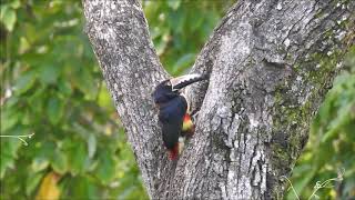 Collared Aracaris Drink Water at Pico Bonito Lodge