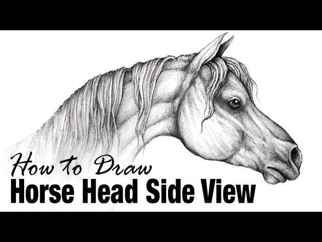 Arabian horse head 2020 10 01 Drawing by Ang El - Pixels
