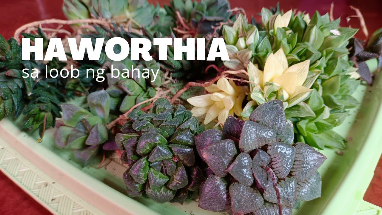 How to Grow Haworthia Indoors: Repotting // Soil Mix // Growlights