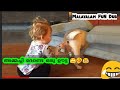 Animals fun dub malayalam part 5  aq vlogz