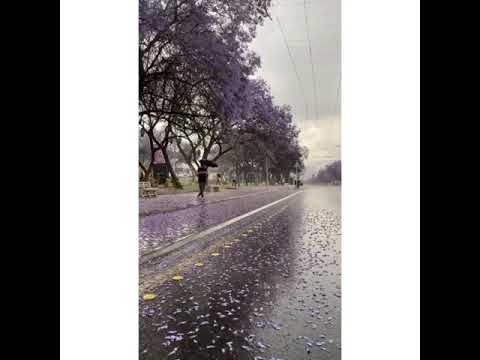 درب الهوا مافيه كاسب وخسران دام الحبايب بين بايع وشاري