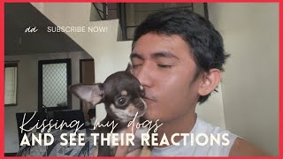 KISSING MY DOGS AND SEE THEIR REACTIONS | SUPER MARCOS VLOGA by Super Marcos 258 views 2 years ago 2 minutes, 33 seconds