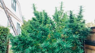 Master Kush Grow October 6