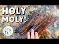 Creek rockhounding for incredible petrified wood and agate