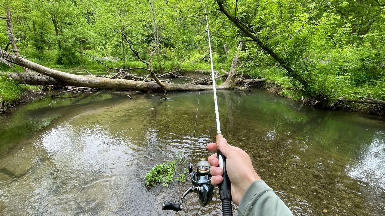 THIS Creek is LOADED with TROUT! (Rainbow & Brook) 