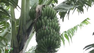 Banana Planting Techniques, Spacing,Soil Preparation And Irrigation Methods