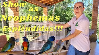 Mais um Psitacideo que Chama Atenção,Neophema Esplêndida.