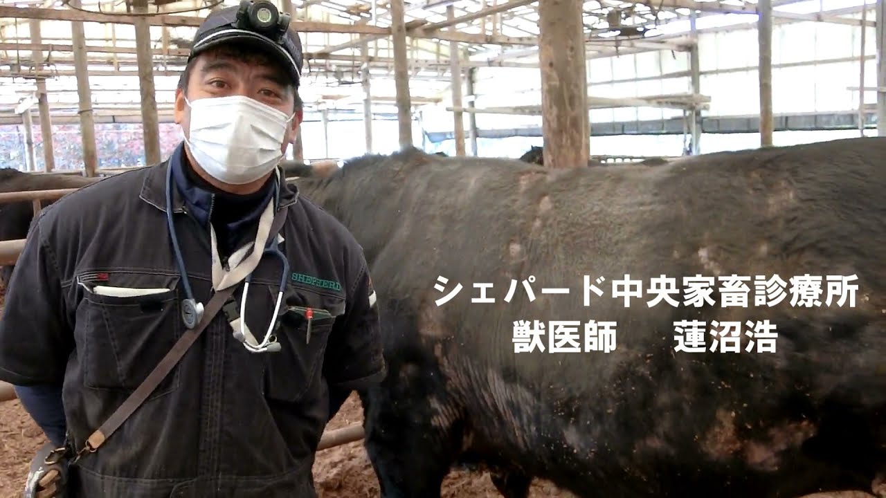 Scratch the cow's back. 牛の背中を掻く。 - YouTube