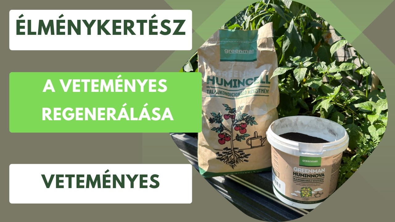A veteményes regenerálása a hőség után🍅🫑