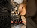 ヒロシが帰ってきた