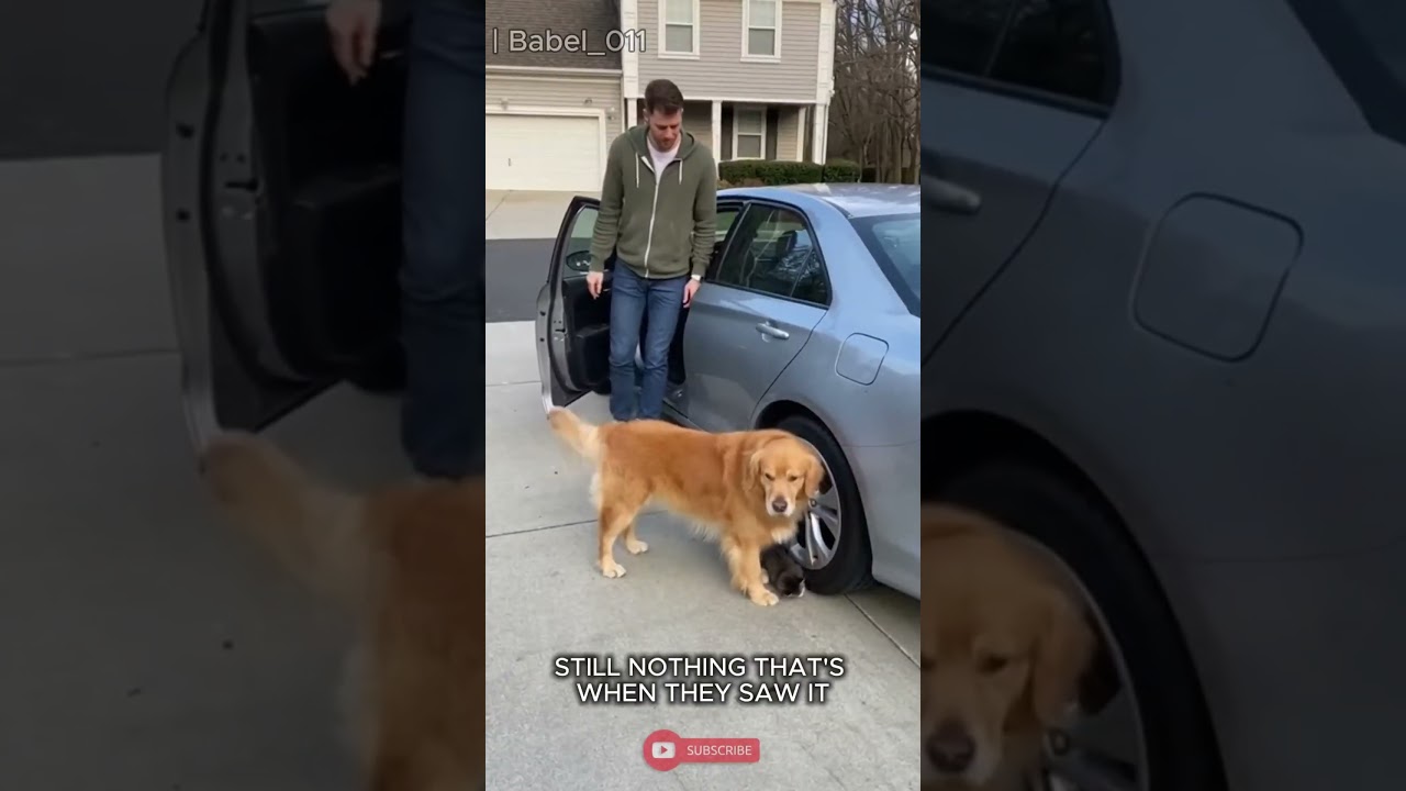 “Dog Stops Car in Driveway” 