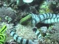 Морская змея пожирает мурену, удивительные кадры