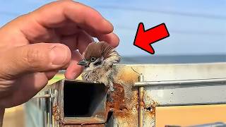 Download Lagu Pemuda itu menyelamatkan seekor burung pipit yang terjebak, saat ia membawanya pulang ia terkejut. MP3