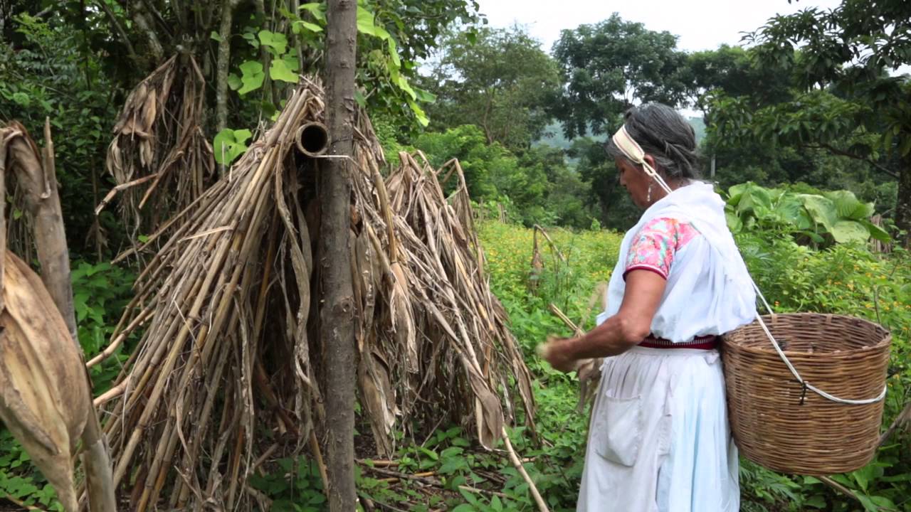 Corazones de Maíz: La Milpa nahuat y tutunakú
