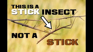 Stick Insect Facts - The Sticky Soaring Stick - Animal A Day S Week