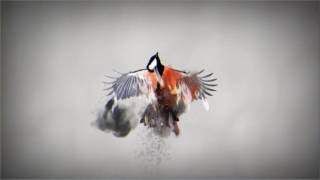 Particle Graphy Studio-After Effects Template Videohive