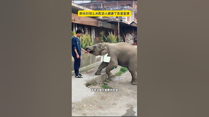 Baby Elephant’s Unexpected Request Will Melt Your Heart! ❤️🐘#shorts