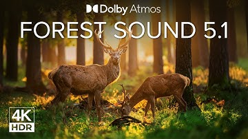 When the Forest Speaks | Dolby Digital 5.1 Surround-EX Atmos Demo 4K HDR